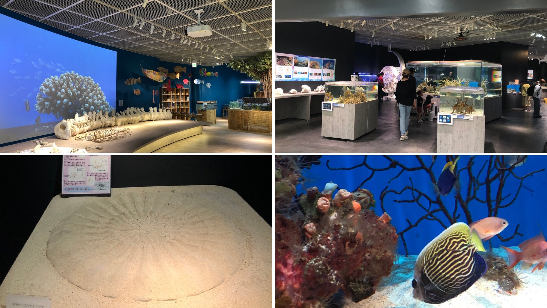 🏖️ 오하마 해변공원(오하마카이힌코엔) 이미지 4